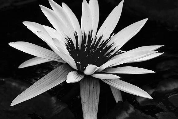 Lilly White, Maui