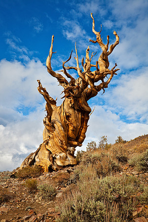 The Ancient One