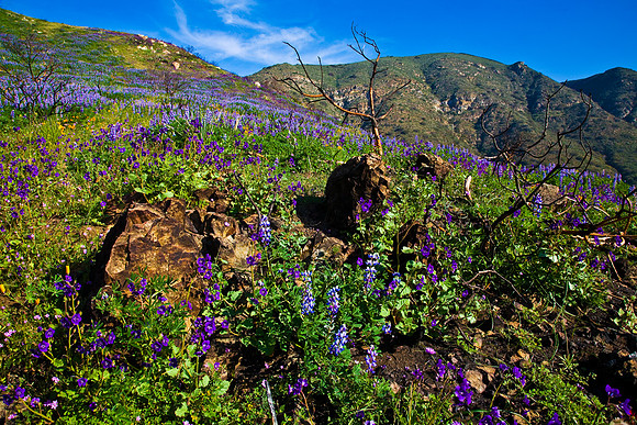 Amoung The Rocks, La Jolla Canyon