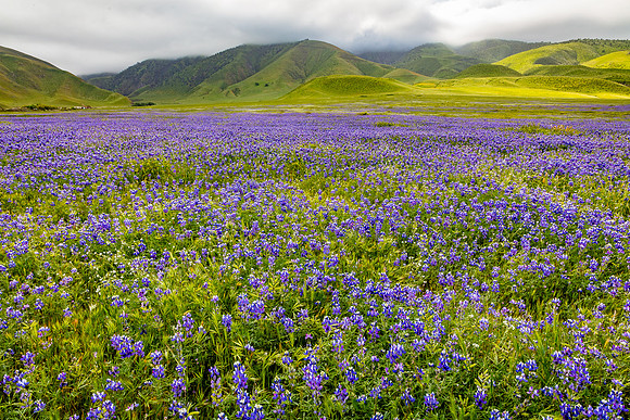 Tejon Ranch Lupine Field