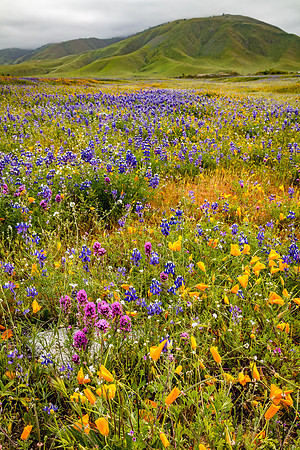 Poppies, Owl's Clover & Lupine, Tejon Ranch