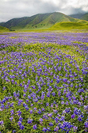 Lupines, Tejon Ranch