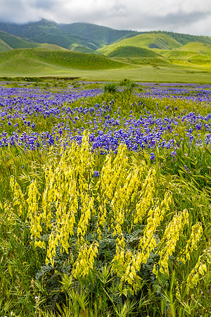 Loco Weed & Lupines, Tejon Ranch