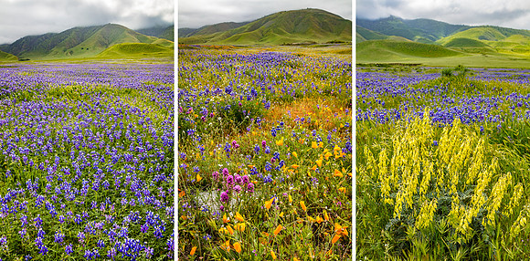 Tejon Ranch Tryptic