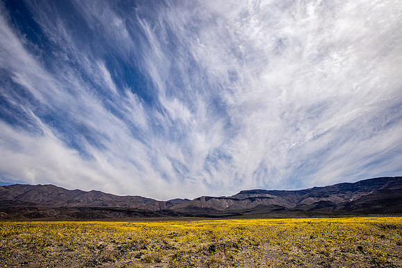 Streaking Cloudscape & Desert Sunflowers
