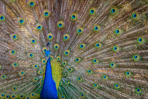 The Grand Display