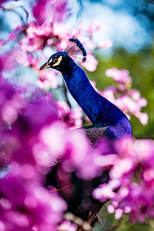 Peacock in Tree