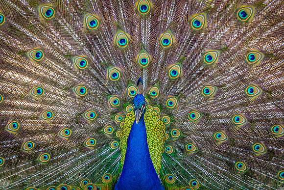 All Seeing Eyes