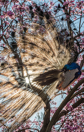 Peacock Roost