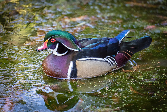 Wood Duck