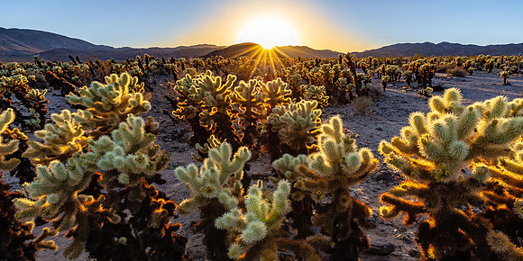 Cholla Garden Sunset, Joshua Tree