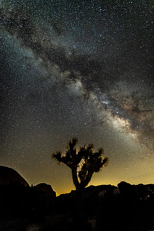 Milky Way and Joshua Tree