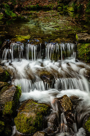 Fern Spring