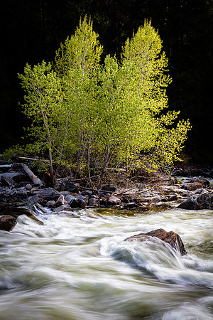 Merced Saplings