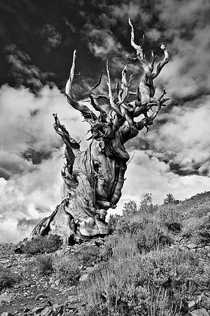 The Ancient One, B&W
