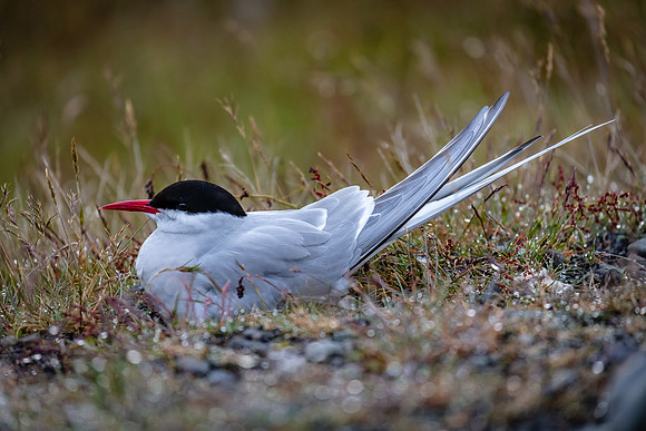 Artic Turn Nesting