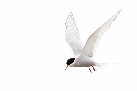 Artic Turn Hovering