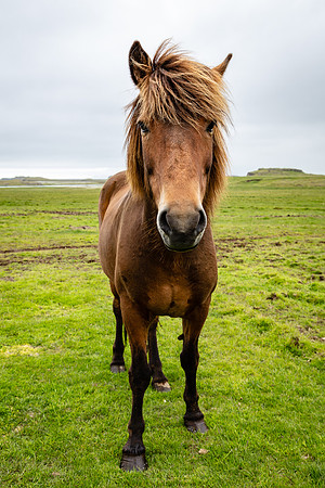 Icelanic Horse