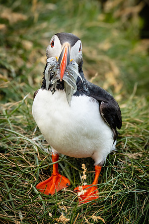 Puffin Mouthful