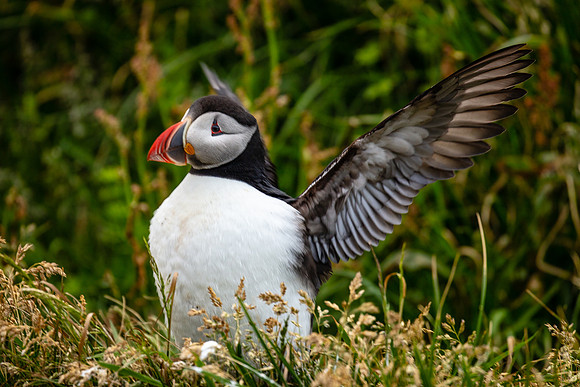 Puffin Preflight Check
