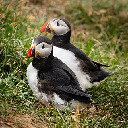 Puffin Pair