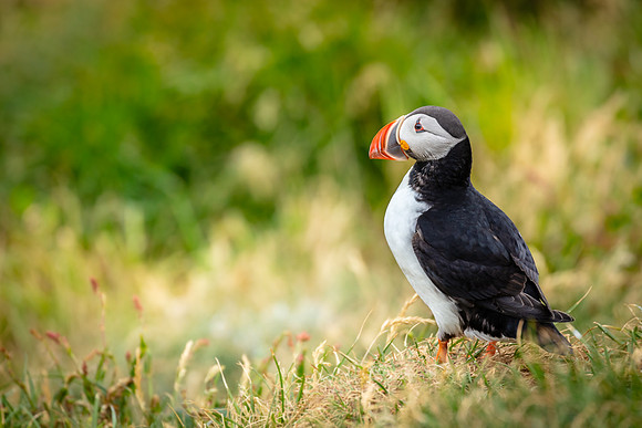 Lone Puffin