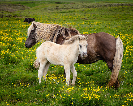 Icelandic Pony