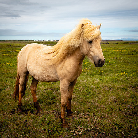 Blonde Icelandic Horse