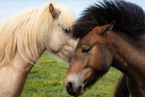 Icelandic Horse Heads
