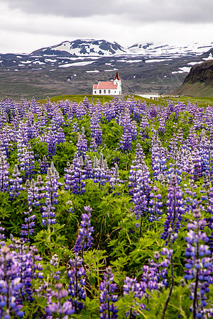Ingjaldshóll Church & Lupine Field