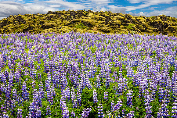 Lupine & Mossy Rocks, Skaftáreldaraun NP