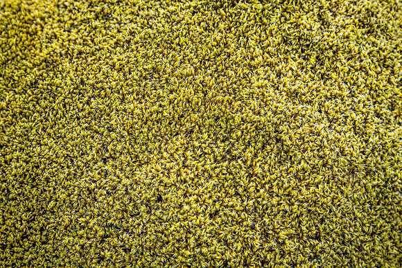 Skaftáreldaraun Moss