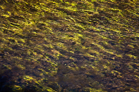 Sagehen Meadows Under Water