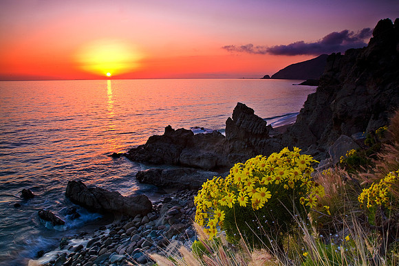 Giant Coreopsis Sunset 2, Point Mugu SP