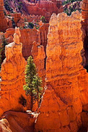 Fairyland Pines & Hoodoos, Bryce Canyon