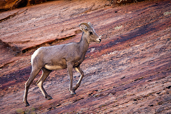 Eastside Ewe, Zion NP