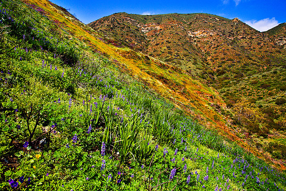 Spring Bloom In La Jolla Canyon