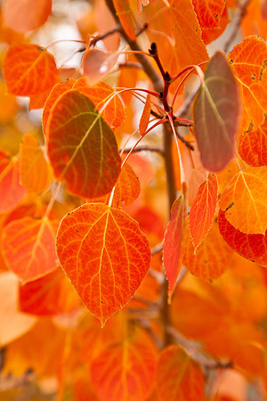 Aspen Orange