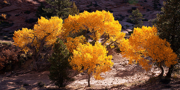 Freemont Cottonwoods, Zion NP