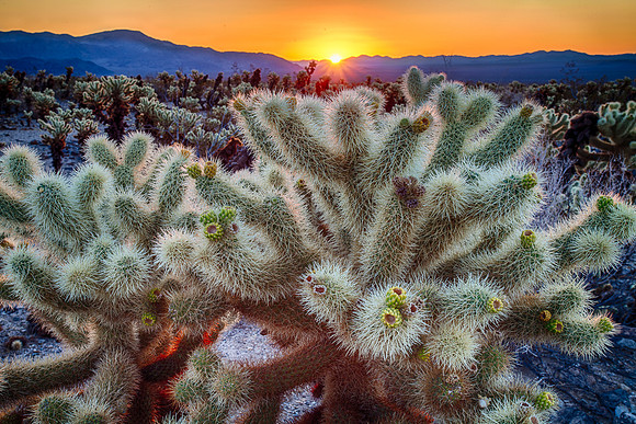 Cholla Morning