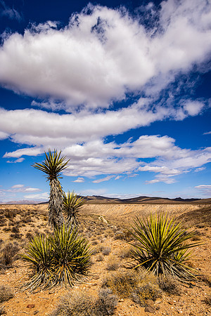 Yuccas at Piute Springs Overlook, Mojove National Preserve