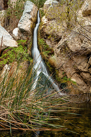 Cattails at Darwin Falls