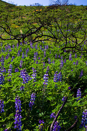 Lupine Bloom After The Fire, La Jolla Canyon