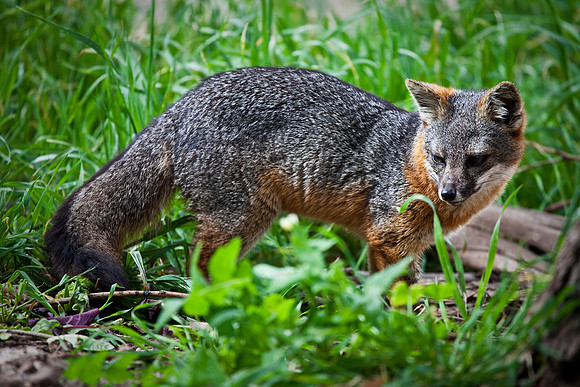 Channel Island Fox Profile