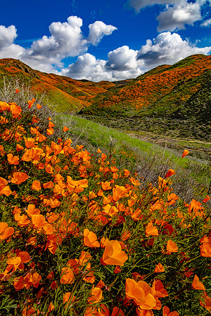 Poppies Near & Far, Walker Canyon