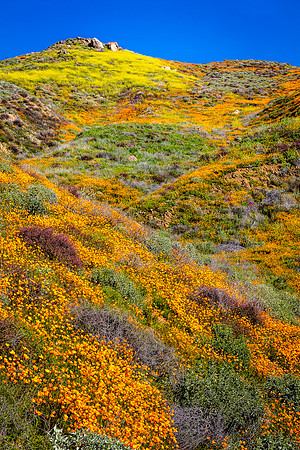 Mustard on Top, Walker Canyon