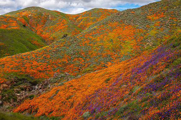 Superbloom 2019, Walker Canyon