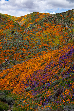 Color Kaleidoscope, Walker Canyon