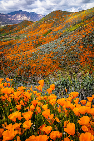 California Poppies, Walker Canyon