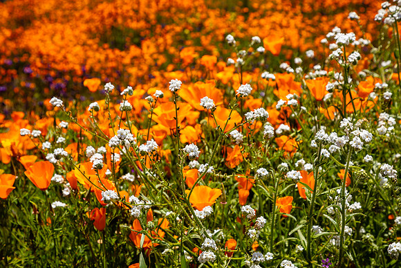 Popcorn Flower, Walker Canyon